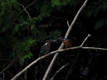 Common Kingfisher 野口池 Fri, 8/11/2017