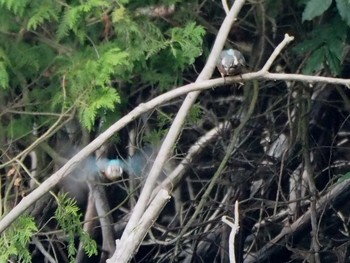 Common Kingfisher 野口池 Fri, 8/11/2017