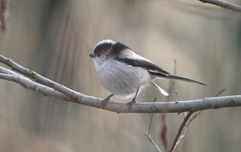Long-tailed Tit 21世紀の森と広場(千葉県松戸市) Mon, 1/24/2022