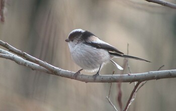 2022年1月24日(月) 21世紀の森と広場(千葉県松戸市)の野鳥観察記録