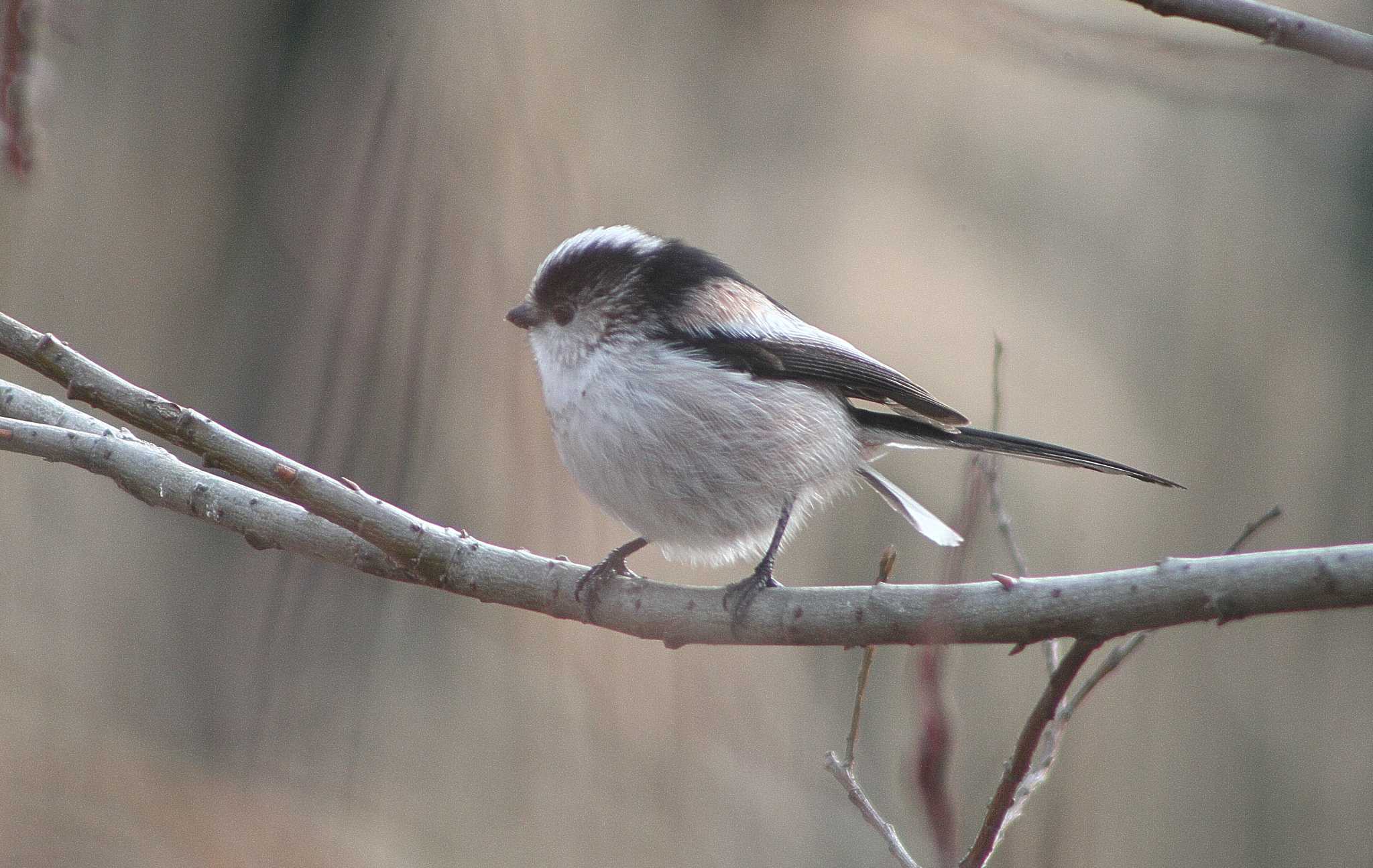 Photo of Long-tailed Tit at 21世紀の森と広場(千葉県松戸市) by uraku