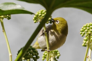 Warbling White-eye 都内市街地 Mon, 1/24/2022