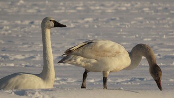 Tundra Swan(columbianus) 自宅前 Mon, 1/24/2022