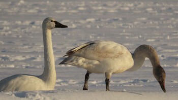 アメリカコハクチョウ 自宅前 2022年1月24日(月)