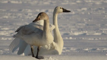 アメリカコハクチョウ 自宅前 2022年1月24日(月)