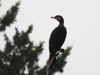 Great Cormorant 野口池 Fri, 8/11/2017