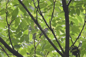 Dark-sided Flycatcher Hayatogawa Forest Road Thu, 8/10/2017