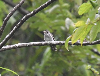 Dark-sided Flycatcher Hayatogawa Forest Road Thu, 8/10/2017