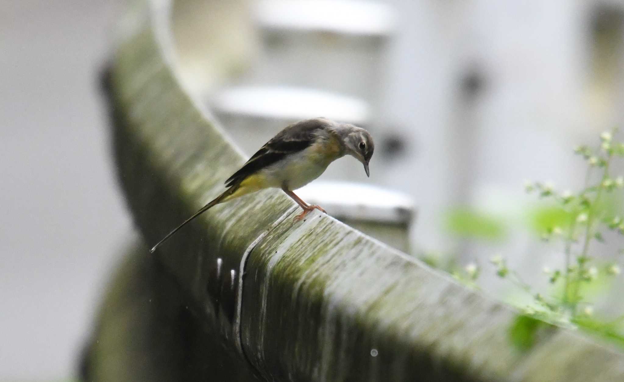 Photo of Grey Wagtail at Hayatogawa Forest Road by あひる