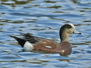 American Wigeon Osaka Tsurumi Ryokuchi Mon, 1/24/2022