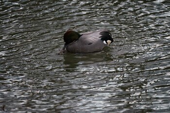 2022年1月24日(月) 松江城の野鳥観察記録