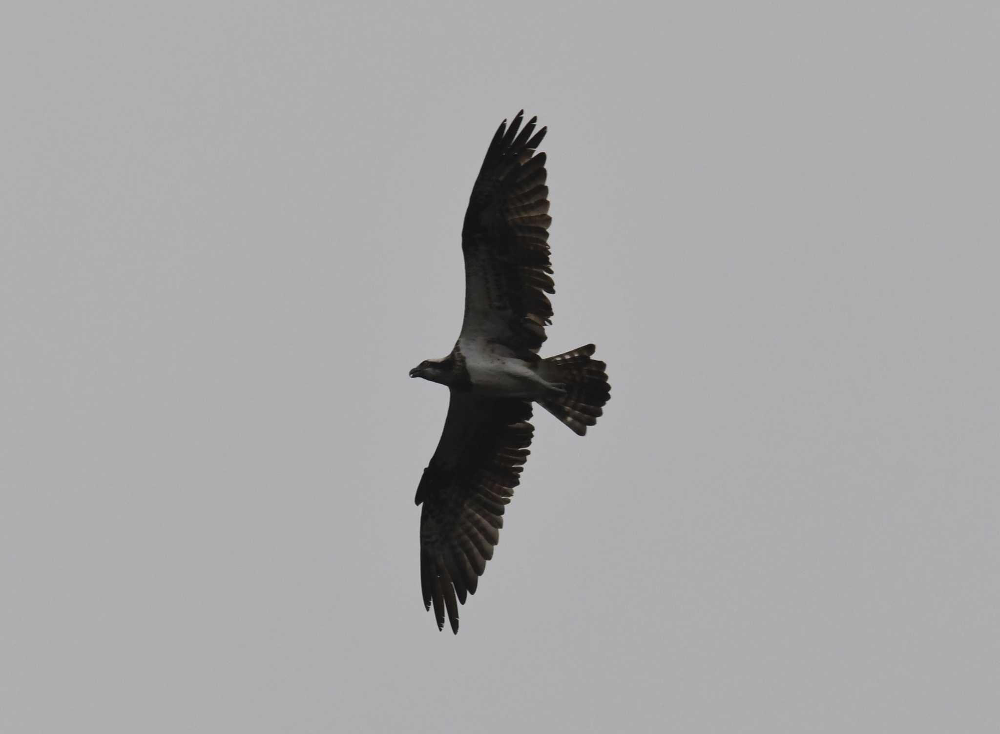 Photo of Osprey at Hayatogawa Forest Road by あひる