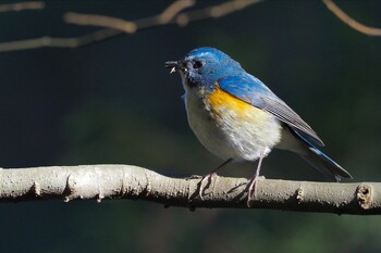 Red-flanked Bluetail Teganooka Park Sat, 1/22/2022