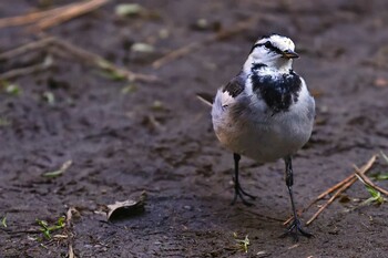 セグロセキレイ 北本自然観察公園 2022年1月17日(月)