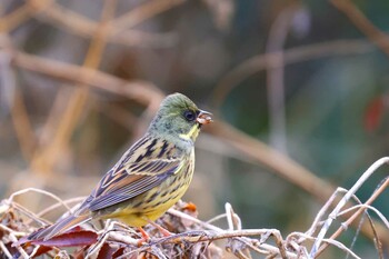 アオジ 北本自然観察公園 2022年1月17日(月)