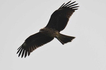 Black Kite Hayatogawa Forest Road Thu, 8/10/2017