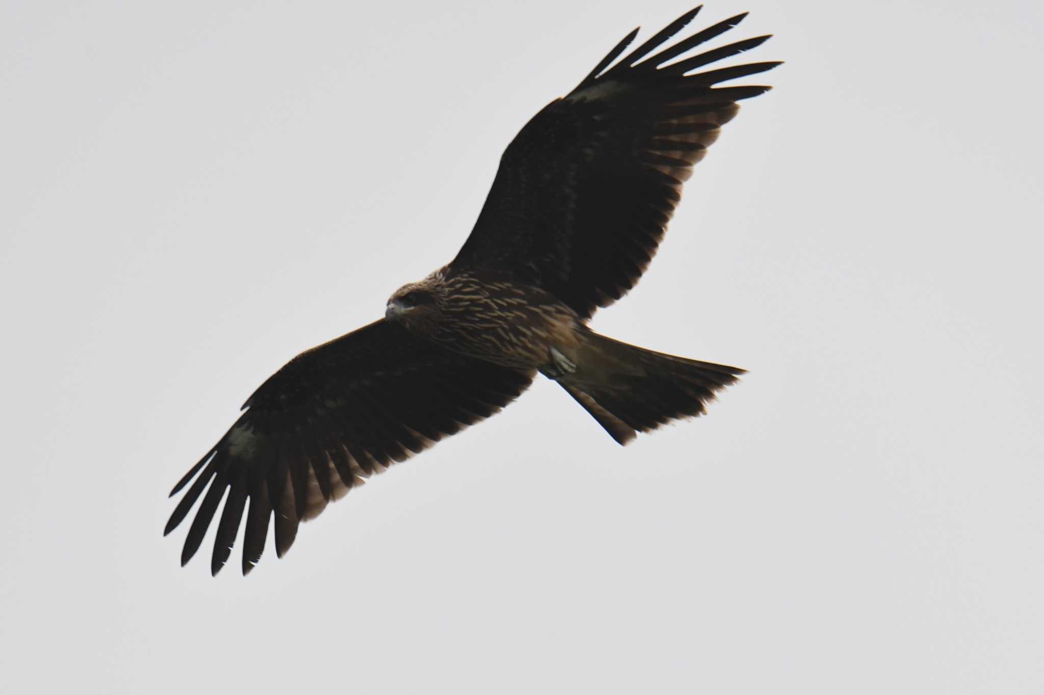 Photo of Black Kite at Hayatogawa Forest Road by あひる