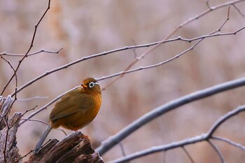 ガビチョウ 北本自然観察公園 2022年1月17日(月)