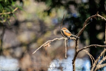 Bull-headed Shrike 神奈川県立相模原公園 Sat, 1/22/2022