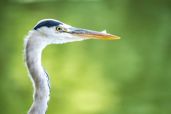 Grey Heron Oizumi Ryokuchi Park Fri, 8/11/2017