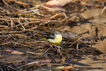 Grey Wagtail 神奈川県立相模原公園 Sat, 1/22/2022