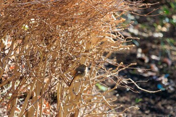 ジョウビタキ 神奈川県立相模原公園 2022年1月22日(土)