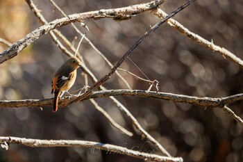 Daurian Redstart 神奈川県立相模原公園 Sat, 1/22/2022