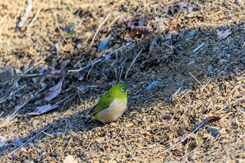 Warbling White-eye 神奈川県立相模原公園 Sat, 1/22/2022