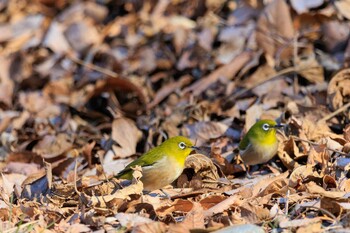 Warbling White-eye 神奈川県立相模原公園 Sat, 1/22/2022