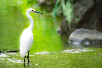 Little Egret Oizumi Ryokuchi Park Fri, 8/11/2017