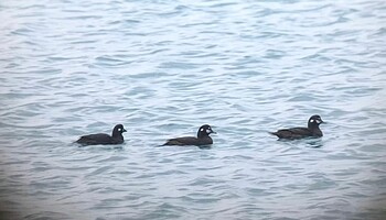 シノリガモ 沖縄県 2022年1月19日(水)