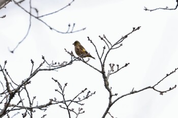 2022年1月24日(月) 千葉市昭和の森公園の野鳥観察記録