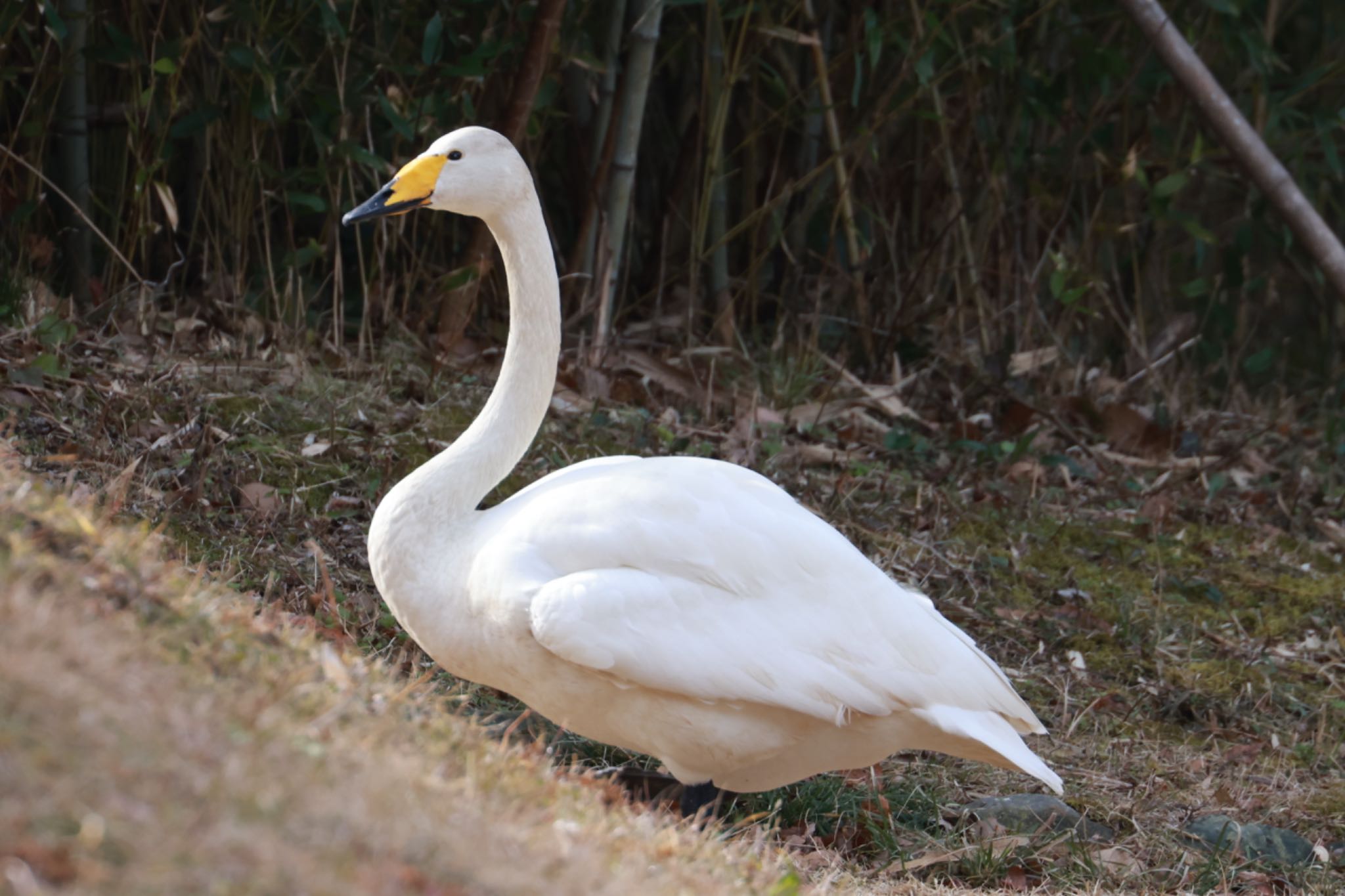 千葉市昭和の森公園 オオハクチョウの写真 by atushiever