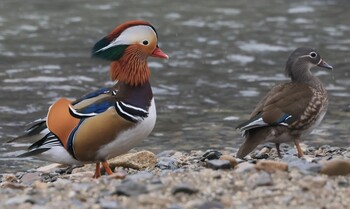 Mandarin Duck 鳥取県 Sun, 1/23/2022