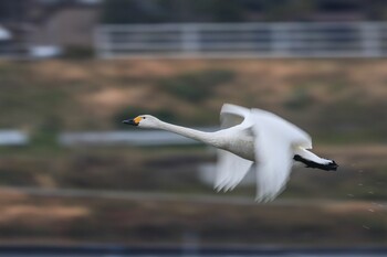 コハクチョウ 鳥取県 2022年1月23日(日)