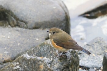 Red-flanked Bluetail 鳥取県 Sun, 1/23/2022