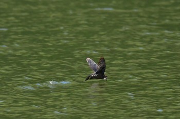 White-throated Needletail 長野県 Wed, 8/9/2017