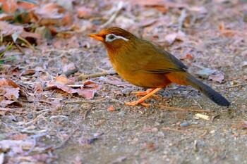 ガビチョウ 北本自然観察公園 2022年1月24日(月)