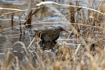 2022年1月23日(日) 井頭公園の野鳥観察記録