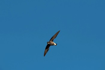 White-throated Needletail 長野県 Wed, 8/9/2017