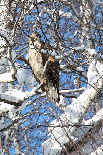 Mountain Hawk-Eagle 北海道美瑛町 Sat, 1/1/2022