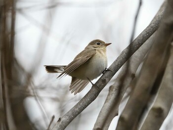 Red-breasted Flycatcher Unknown Spots Sun, 1/23/2022