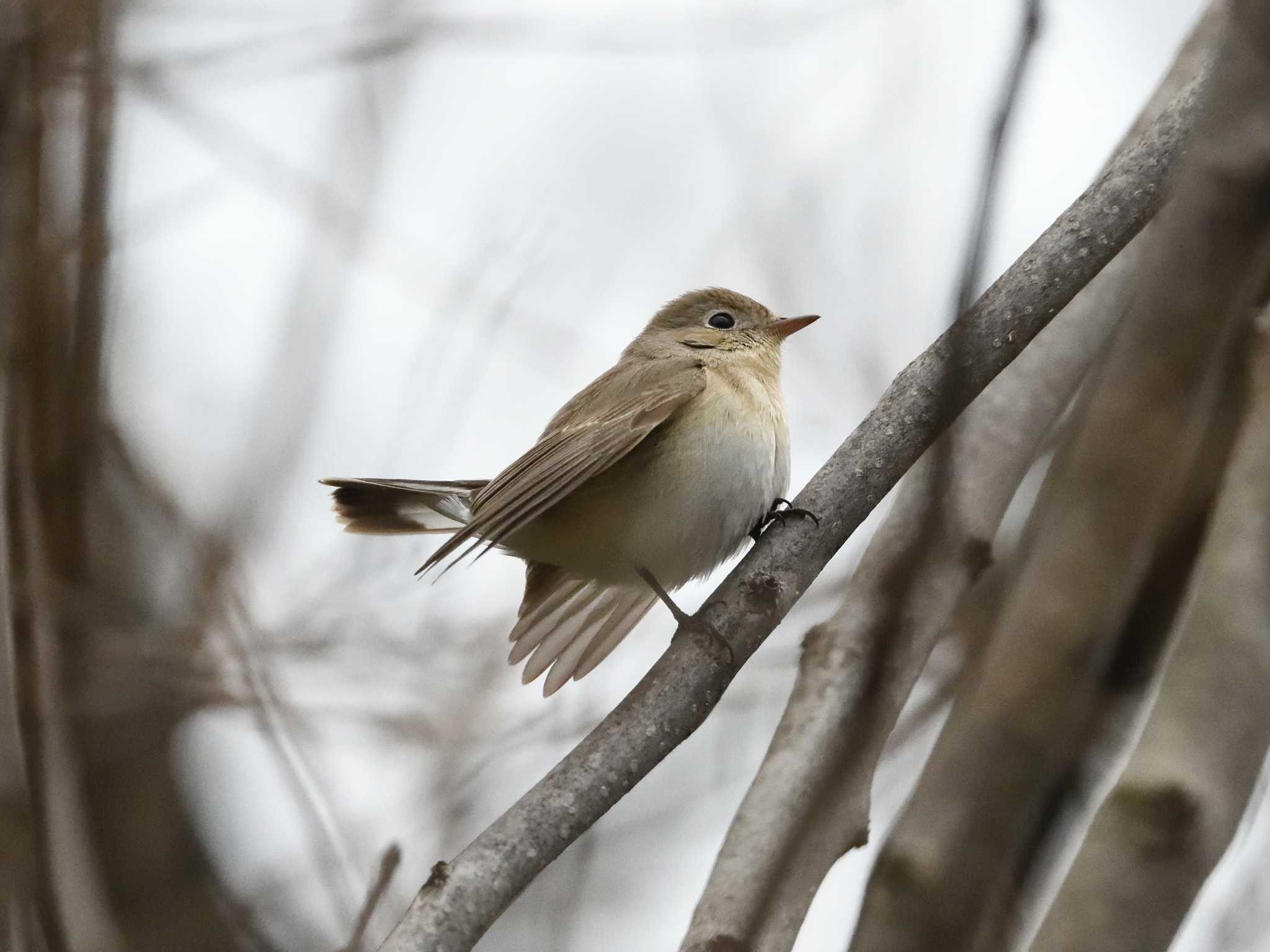  ニシオジロビタキの写真 by AI ZA