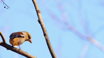 シメ 北本自然観察公園 2022年1月24日(月)