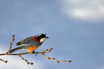 2022年1月23日(日) 天童公園の野鳥観察記録