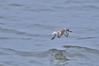 2022年1月23日(日) ふなばし三番瀬海浜公園の野鳥観察記録