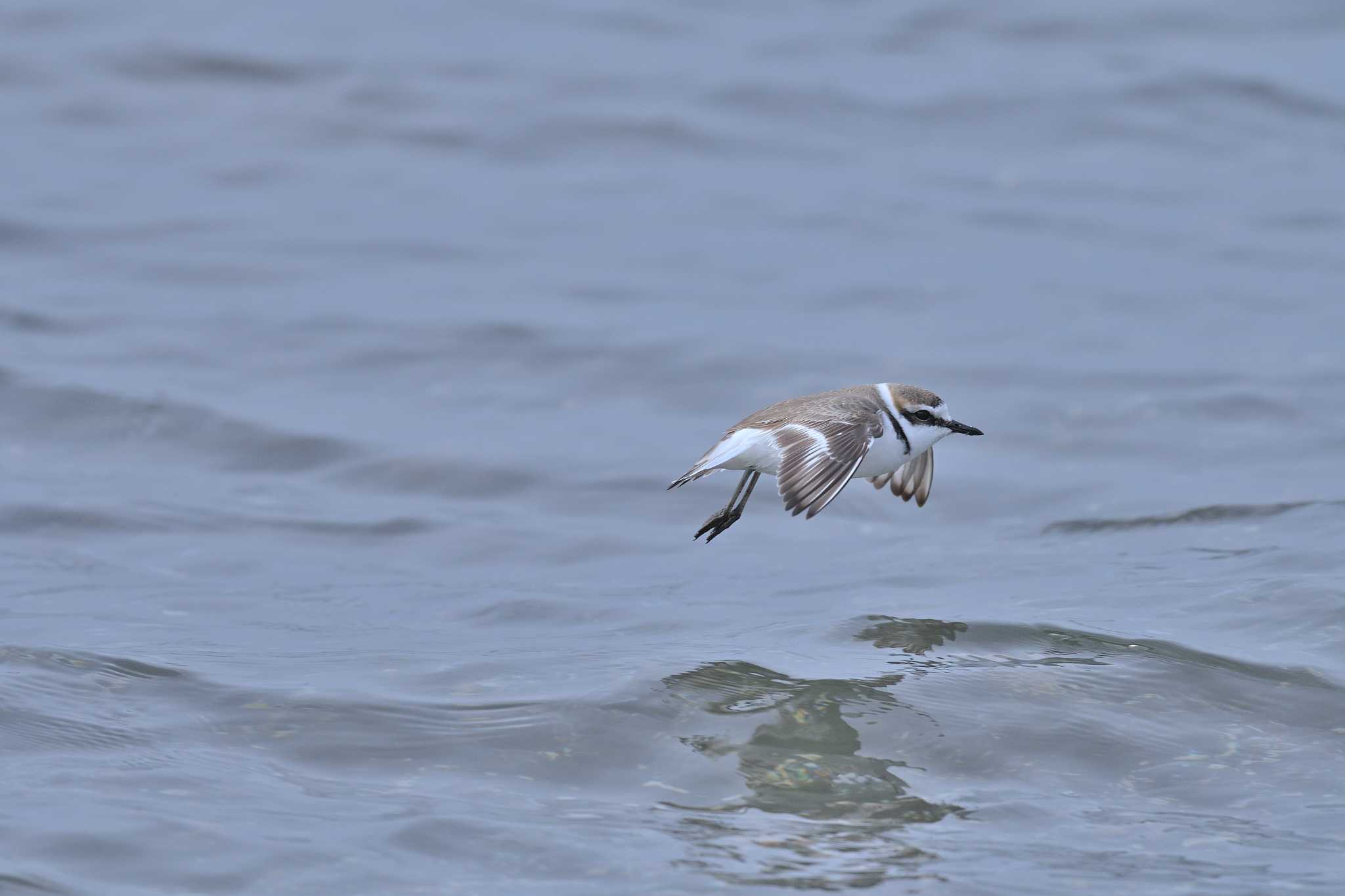 Photo of Kentish Plover at Sambanze Tideland by tantan