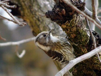 2022年1月23日(日) こども自然公園 (大池公園/横浜市)の野鳥観察記録