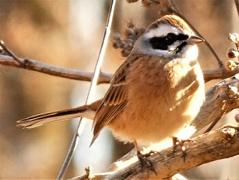 2022年1月22日(土) 御胎内清広公園の野鳥観察記録