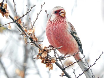 Fri, 1/21/2022 Birding report at 武庫川